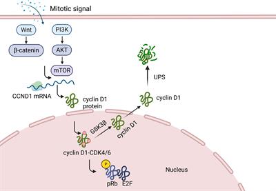 Targeting cyclin D1 as a therapeutic approach for papillary thyroid carcinoma